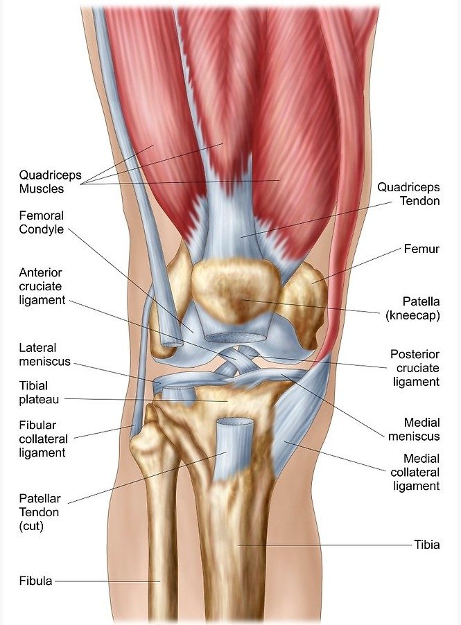 Diagram of the knee